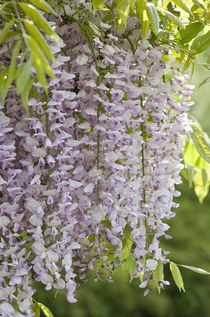 Wisteria floribunda 'Rosea' (Blauregen)