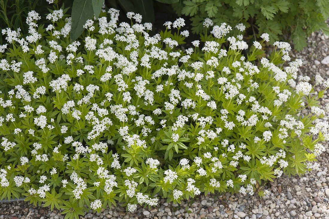 Flowering woodruff (Galium odoratum)