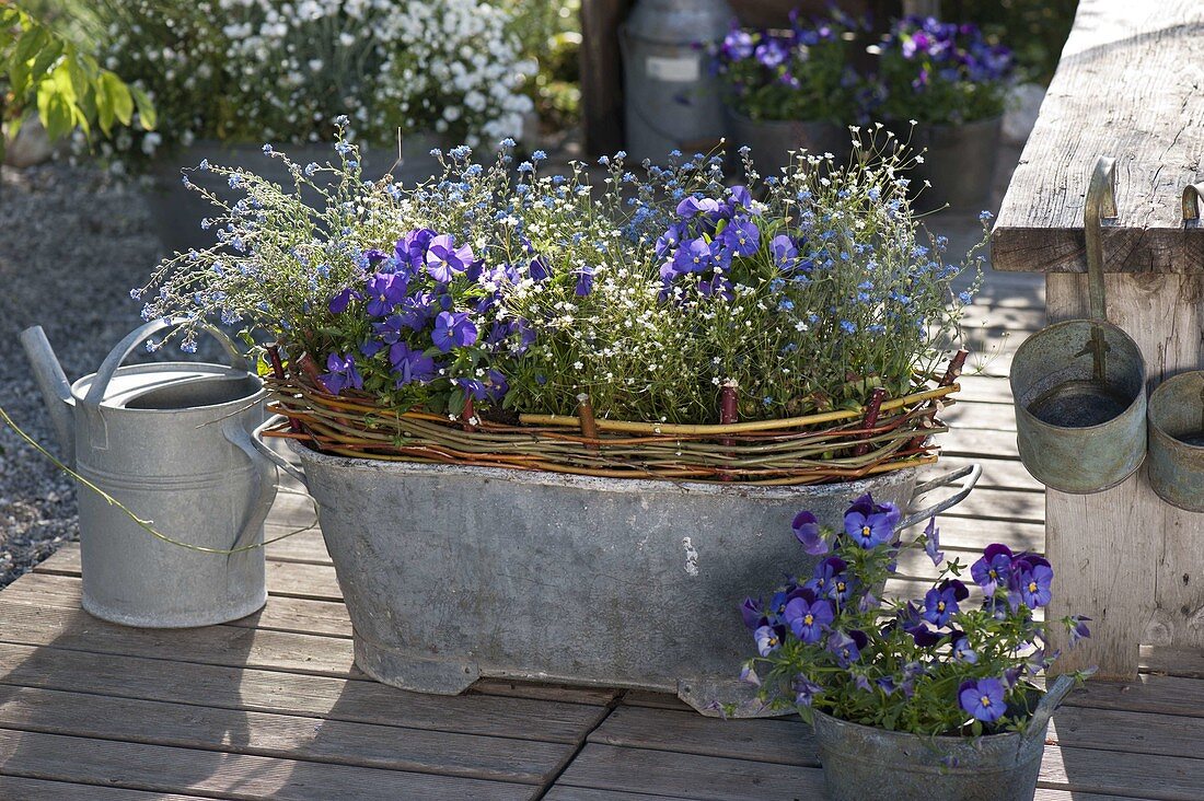 Tin pan with viola cornuta, myosotis