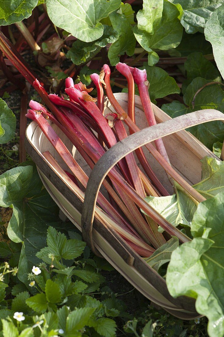 Rhubarb harvest in early summer