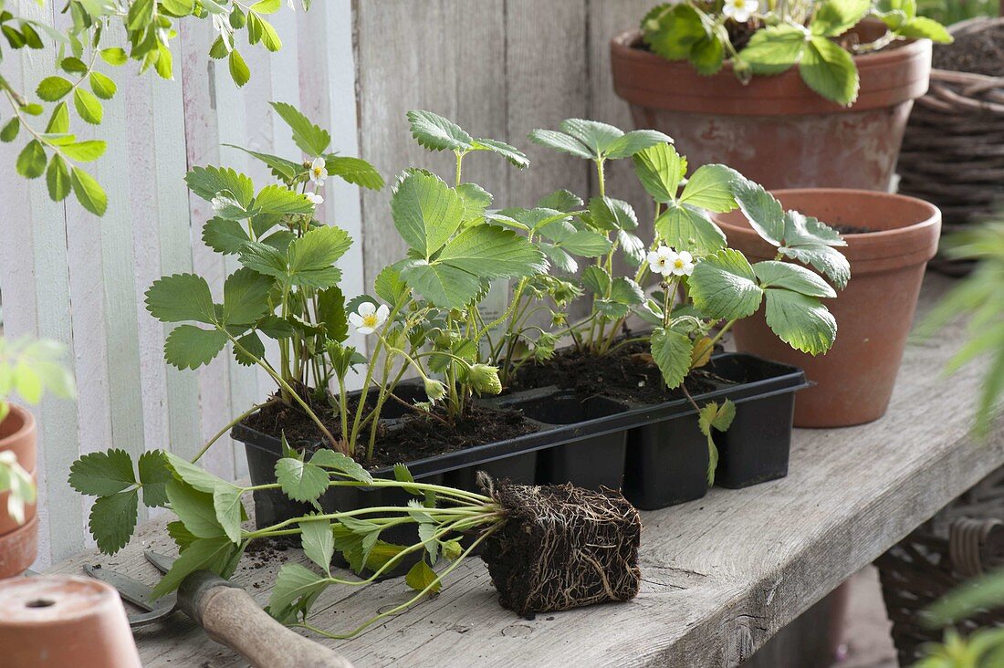 Plant young plants of strawberry 'Mara de Bois' (Fragaria) in clay pots