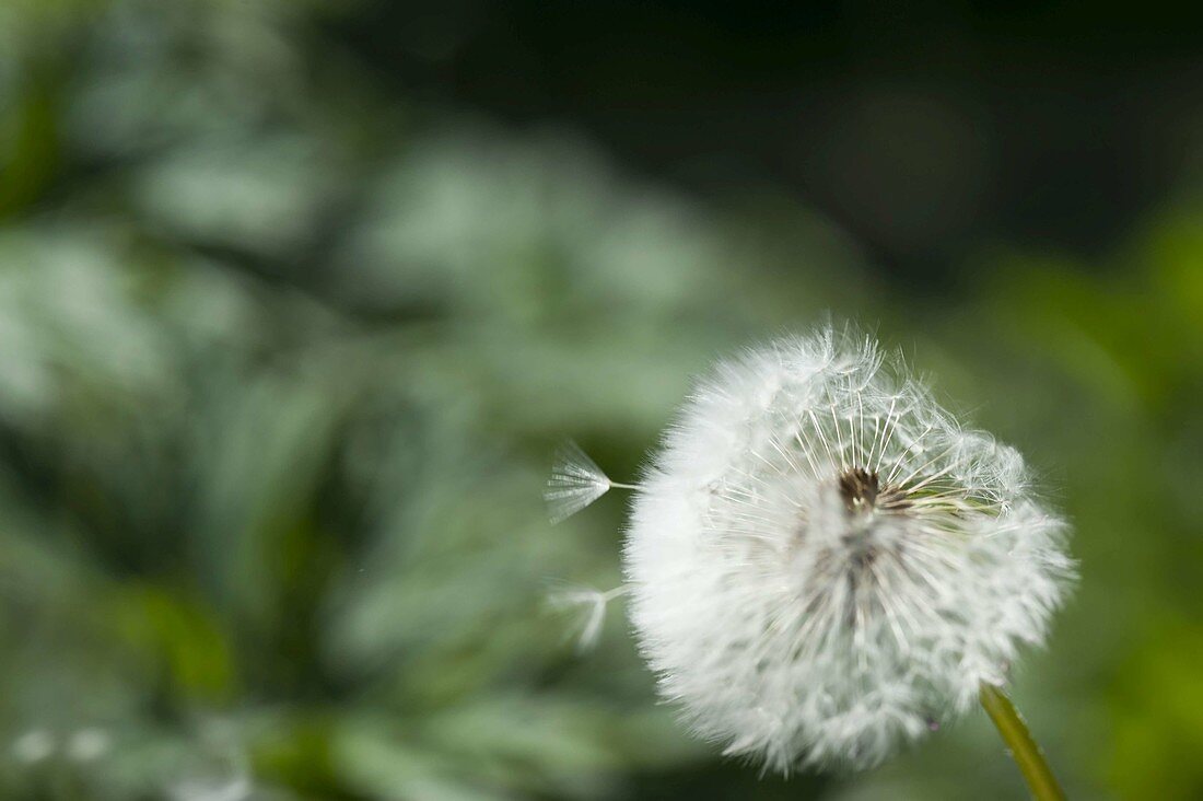 Dandelion - seed head of Taraxacum (dandelion)