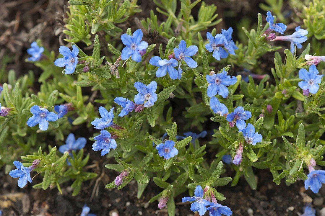 Lithodora diffusa 'Heavenly Blue' (Steinsame)