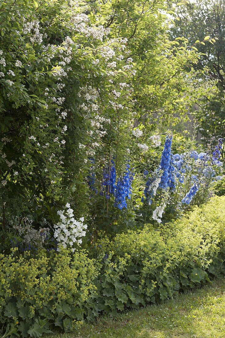 Blue and white perennial border with Delphinium, Campanula