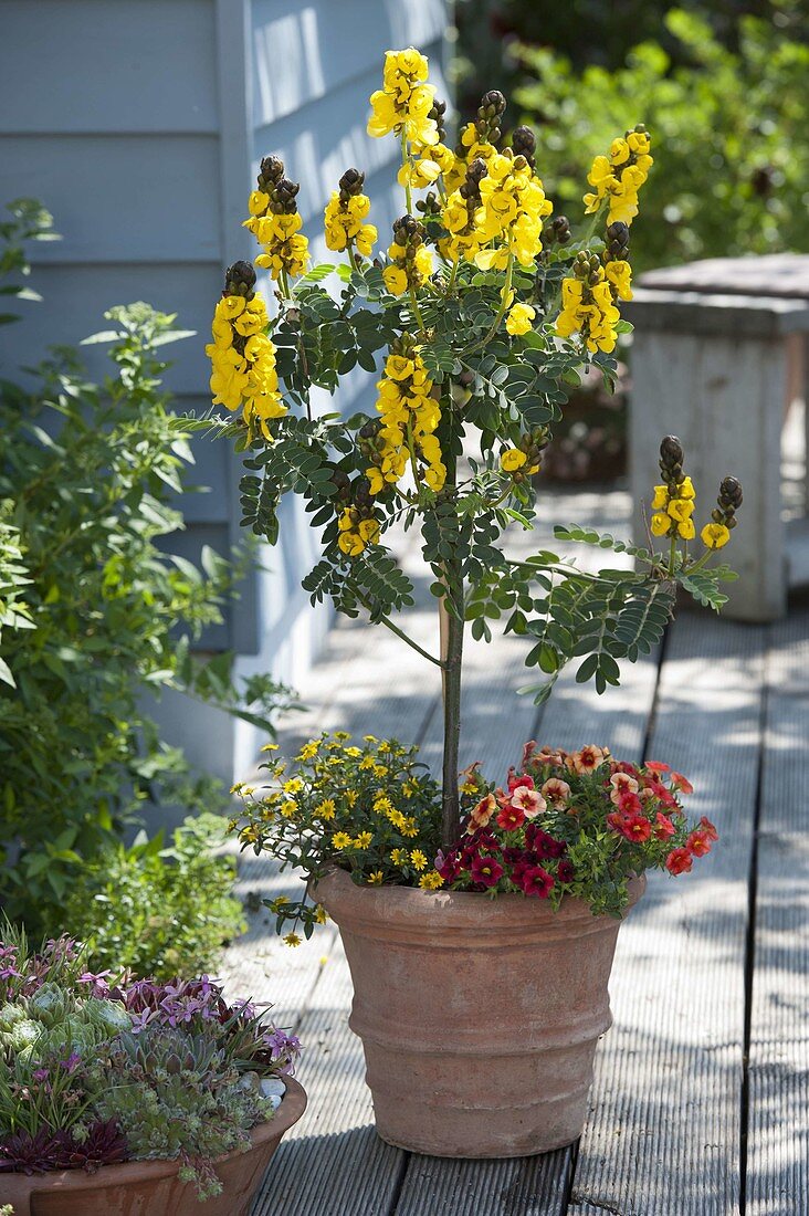 Cassia didymobotrya (spice bark) in terracotta tubs