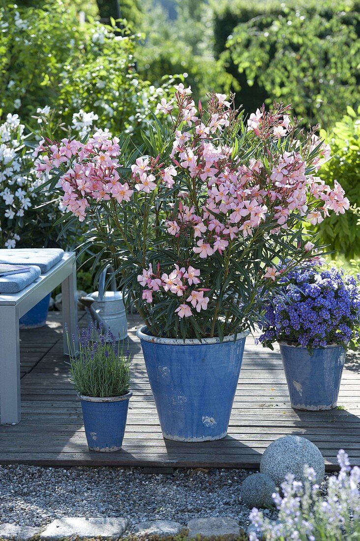 Nerium oleander 'Mme Leon Blum' (Oleander), Lavender (Lavandula)