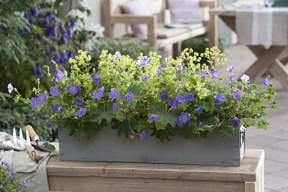 Wooden box with Alchemilla mollis (lady's mantle), geranium