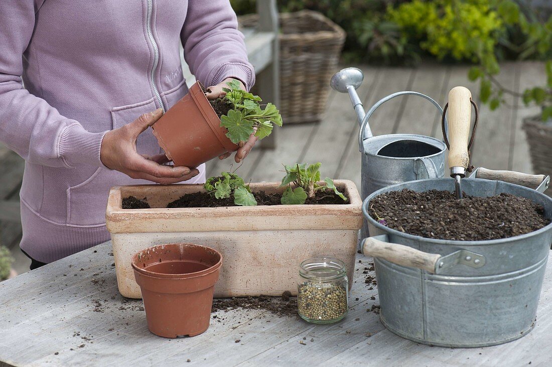 Lady's mantle - Planting perennials in boxes (1/2)