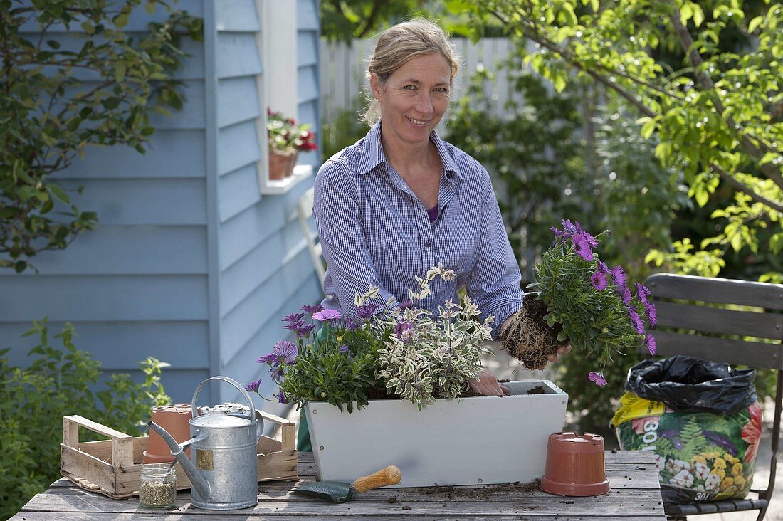 Boxes planted with Cape daisies and sage 2/4