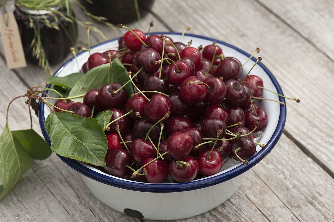 Freshly harvested sweet cherries (Prunus avium) in enamel bowl