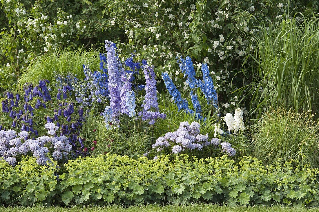 Delphinium (Delphinium), Alchemilla (Lady's Mantle), Campanula punctata