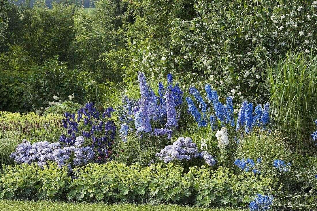 Delphinium, Alchemilla, Campanula punctata