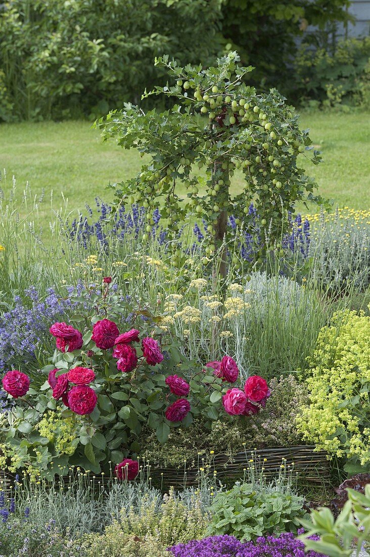 Herb bed with roses and willow border