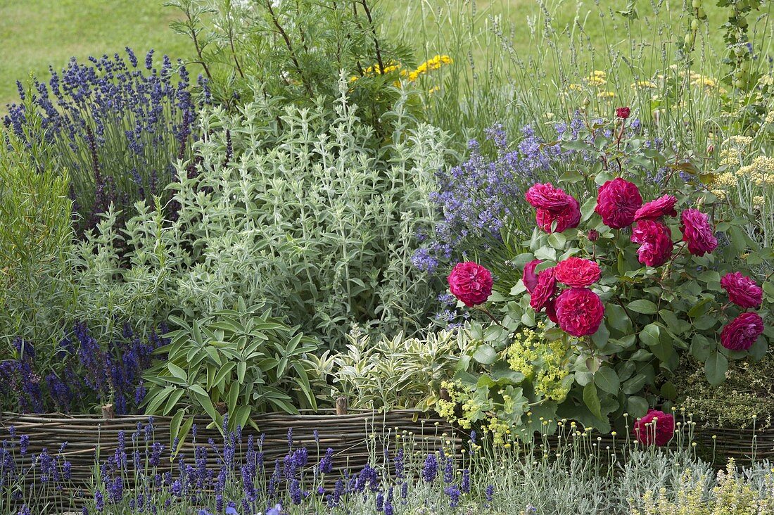 Kräuterbeet mit Rosen und Weideneinfassung