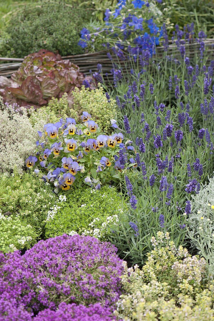 Kräuterbeet mit verschiedenen Thymian-Sorten (Thymus), Lavendel