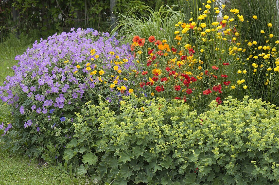 Alchemilla, Geranium gracile 'Sirak'