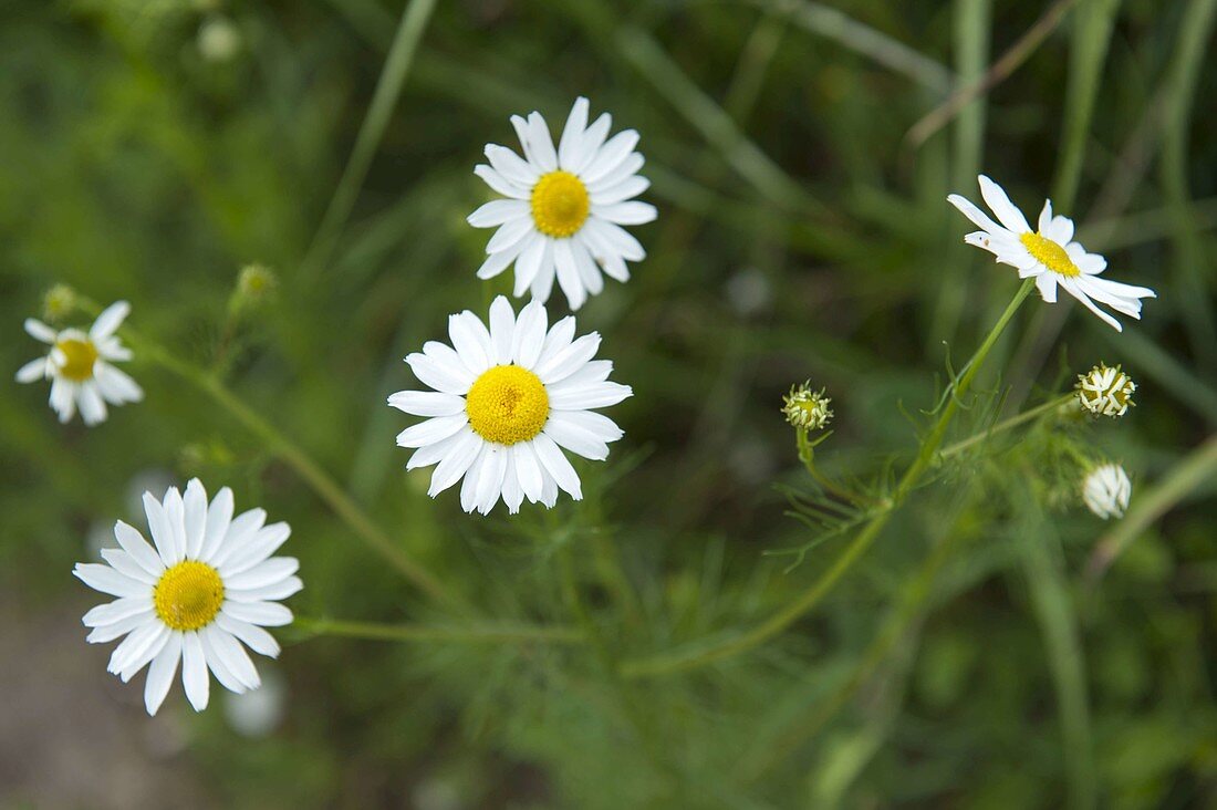 Chamomile (Matricaria chamomilla)