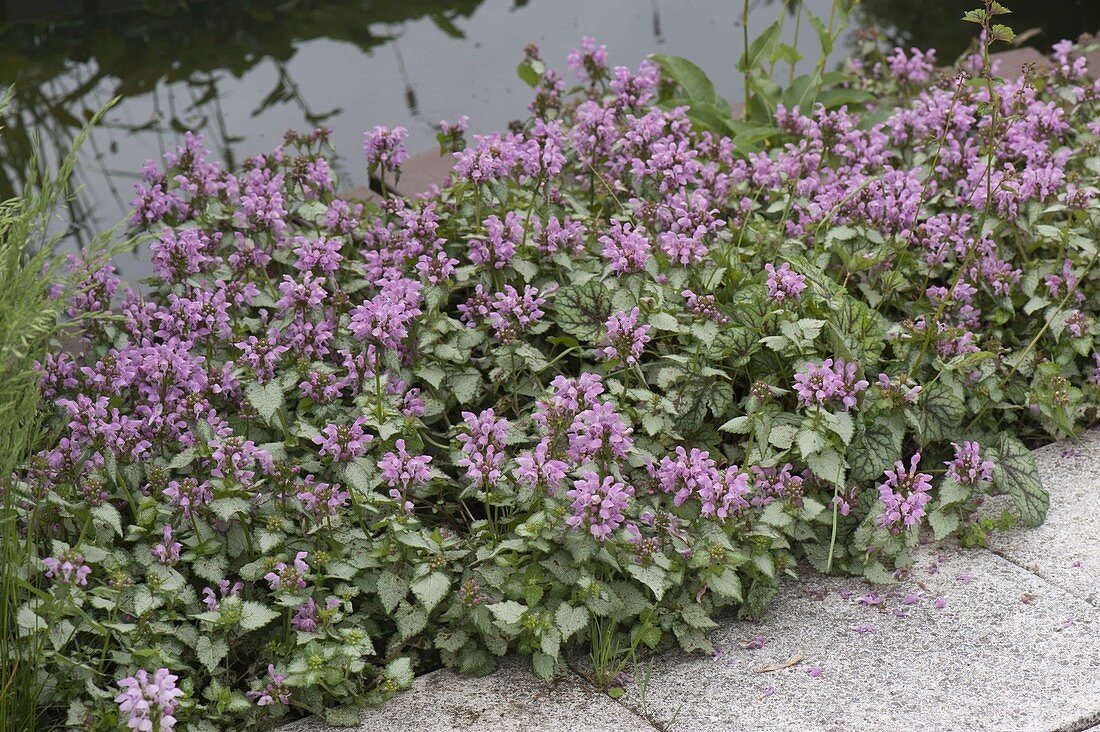 Lamium 'Pink Chablis' (Deadnettle)