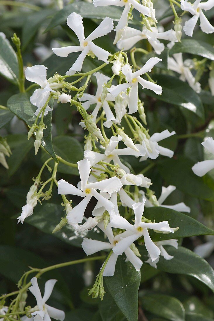 Trachelospermum jasminoides (Star Jasmine)