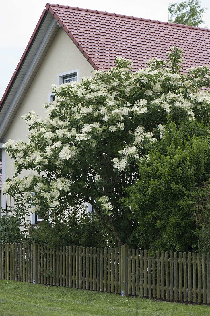 Blühender Sambucus nigra (Holunder) hinter Gartenzaun