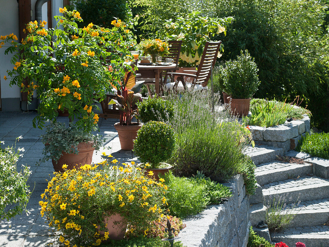 Cassia (spice bark), Bidens (bizarre), Buxus (box), Canna