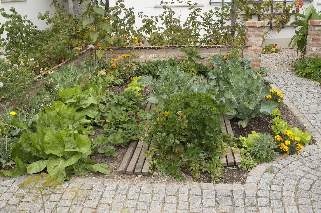 Vegetable bed in the cottage garden with celery (Apium), broccoli (Brassica)