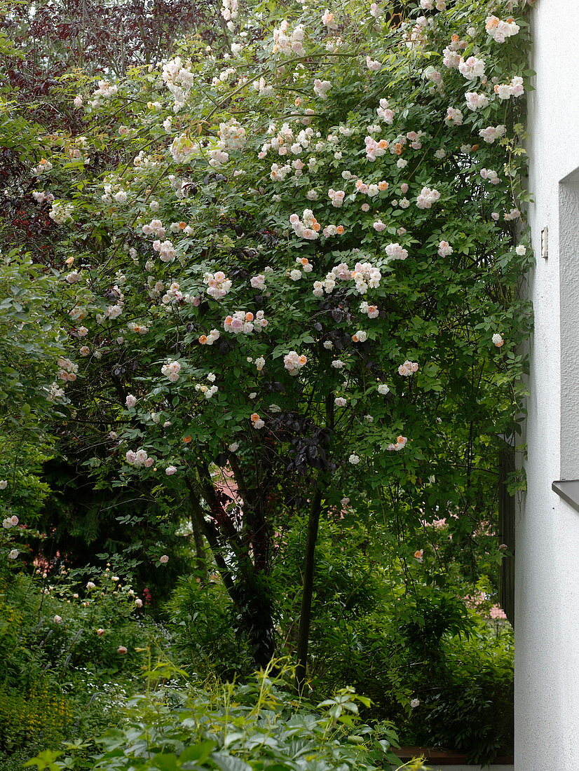 Rosa 'Ghislaine de Feligonde' (historische Rambler-Rose) am Haus