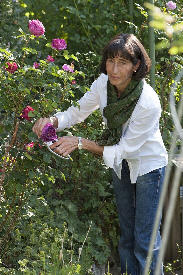 Frau schneidet verblühte Blüten von Rosa (Rosen) ab