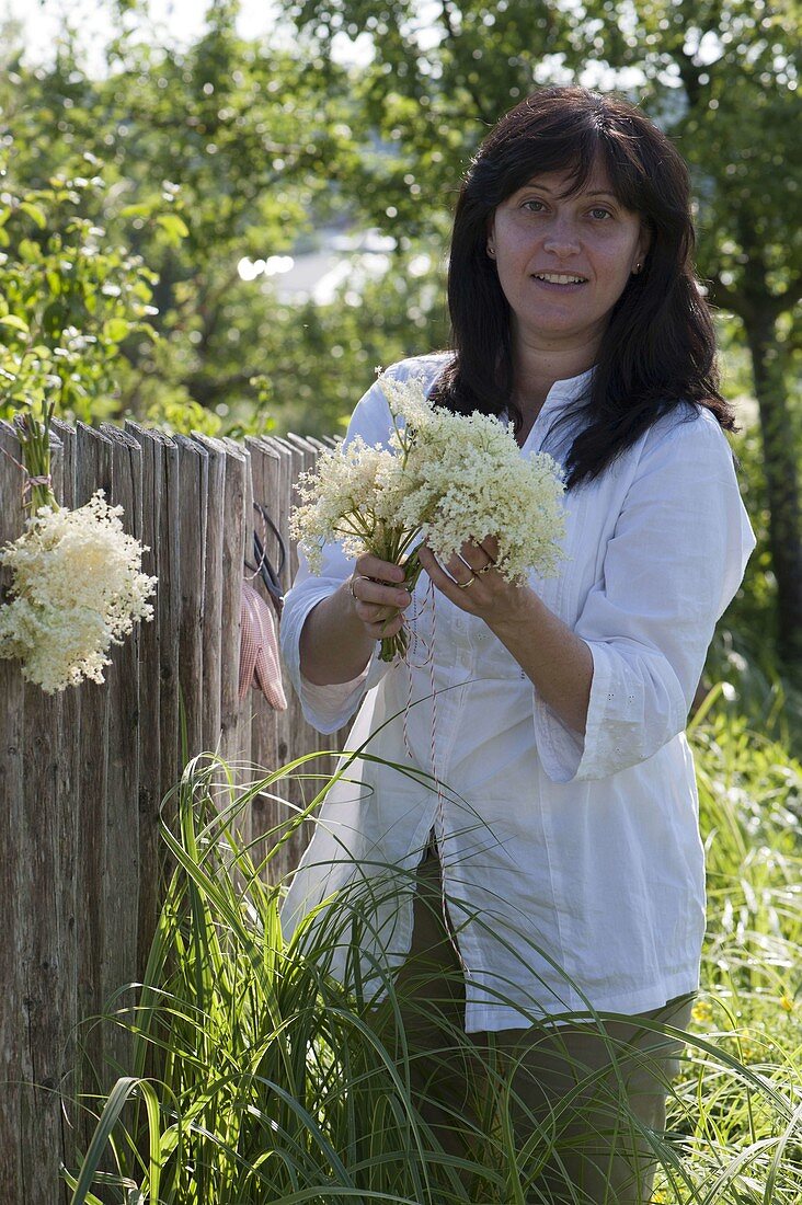 Woman hanging flowers of elder (Sambucus nigra) as a bouquet for drying