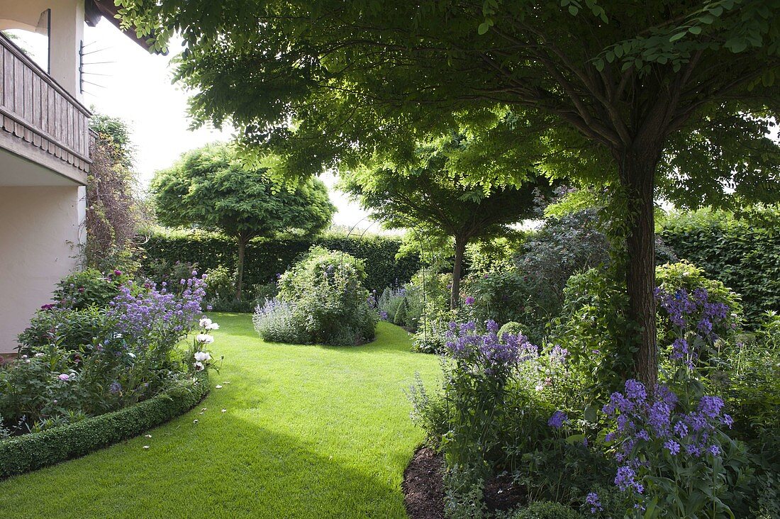 Garden with curved perennial beds, Robinia pseudoacacia
