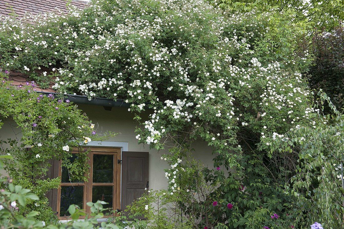 Rosa 'Rambling Rector' (Ramblerrose) auf Garagendach