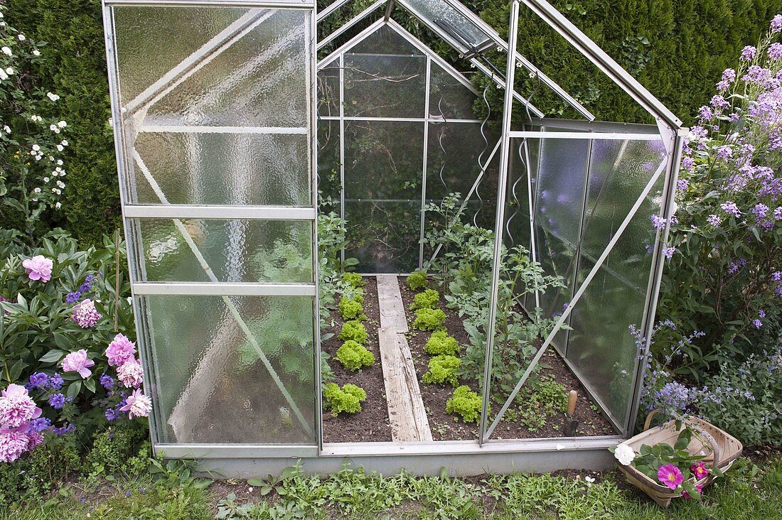 Greenhouse with tomatoes (Lycopersicon) and lettuce (Lactuca)