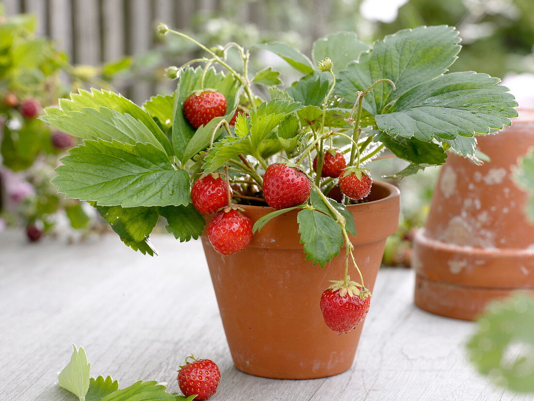 Strawberry (Fragaria) in clay pot