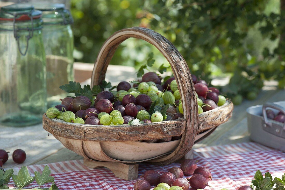 Korb mit frisch geernteten roten und grünen Stachelbeeren (Ribes uva-crispa)