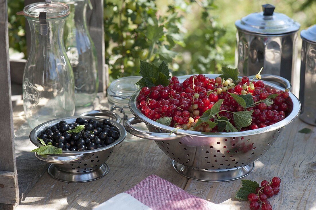 Freshly harvested red and black currants