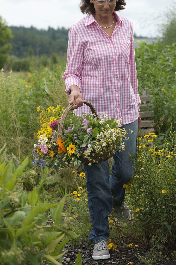 Freshly harvested medicinal herbs for tea