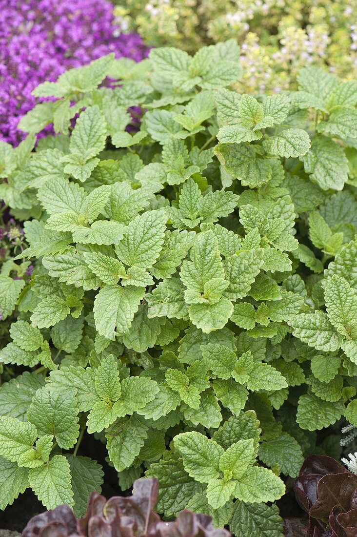 Lemon Balm