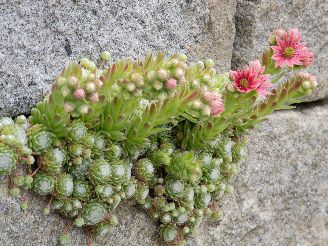 Flowering Sempervivum arachnoideum in drywall