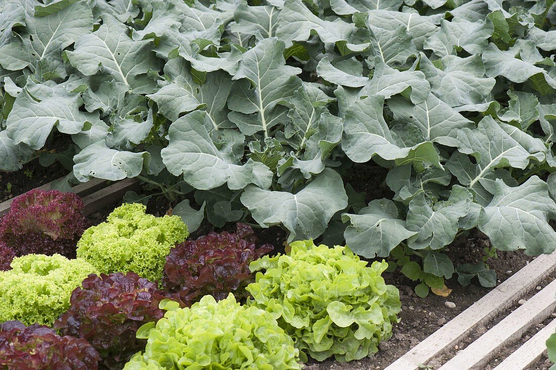 Gemüsebeet mit Brokkoli (Brassica) und bunter Salat (Lactuca)