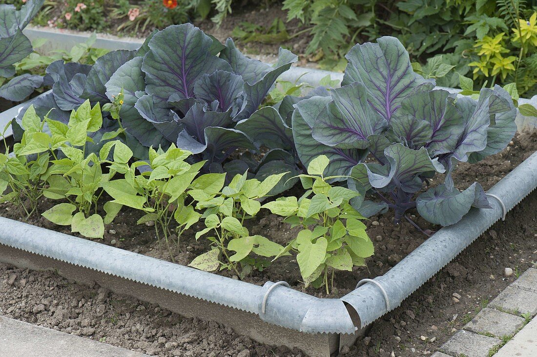 Vegetable patch with red cabbage (Brassica) and beans (Phaseolus)