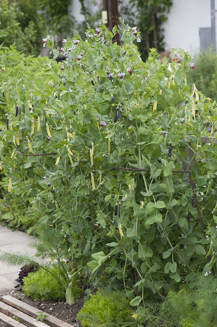 Gemüsebeet mit Krimberger Erbse und Kapuzinererbse 'Blauschokkers'