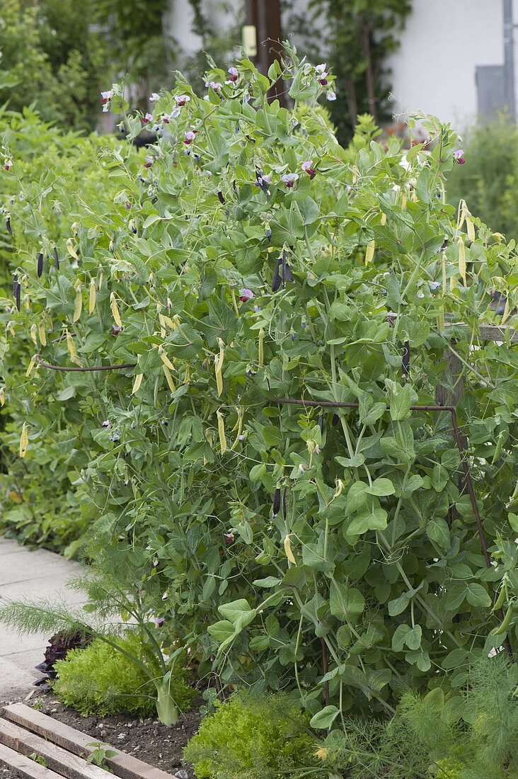 Vegetable patch with Krimberg pea and Capuchin pea 'Blauschokkers' (blue choke)