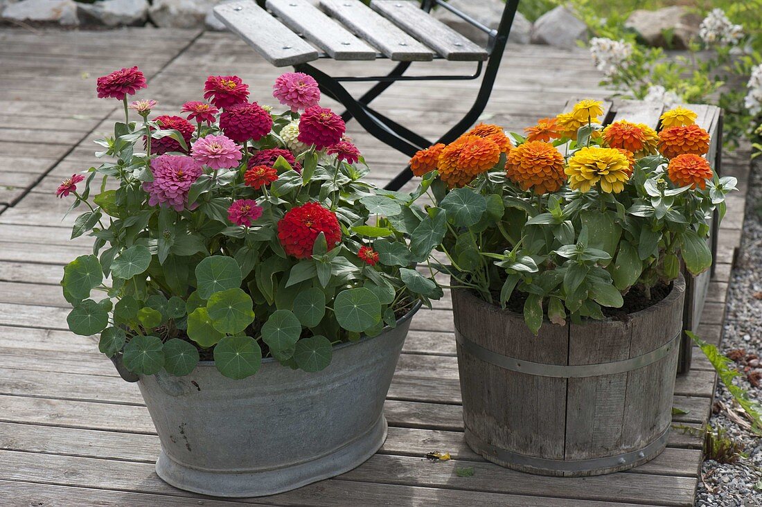 Zink-Wanne und Holz-Fass mit Zinnia (Zinnien) und Tropaeolum