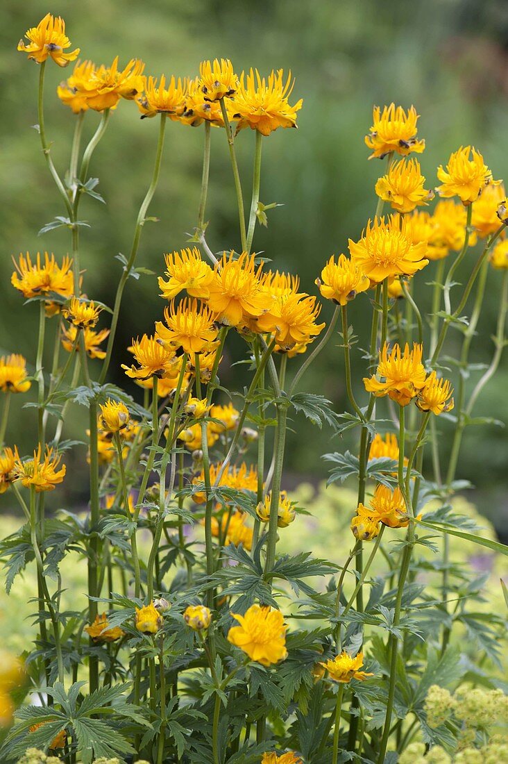 Trollius chinensis 'Golden Queen' (Chinese troll flower)