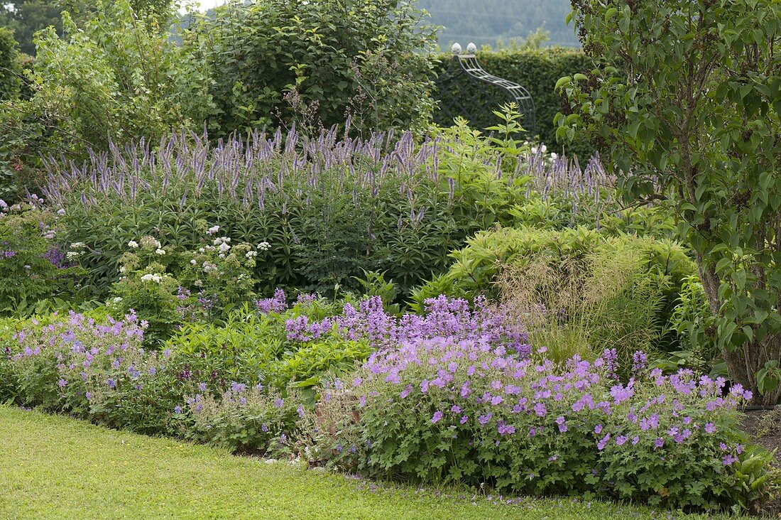 Geranium gracile 'Sirak' (Cranesbill), Stachys grandiflora 'Superba'