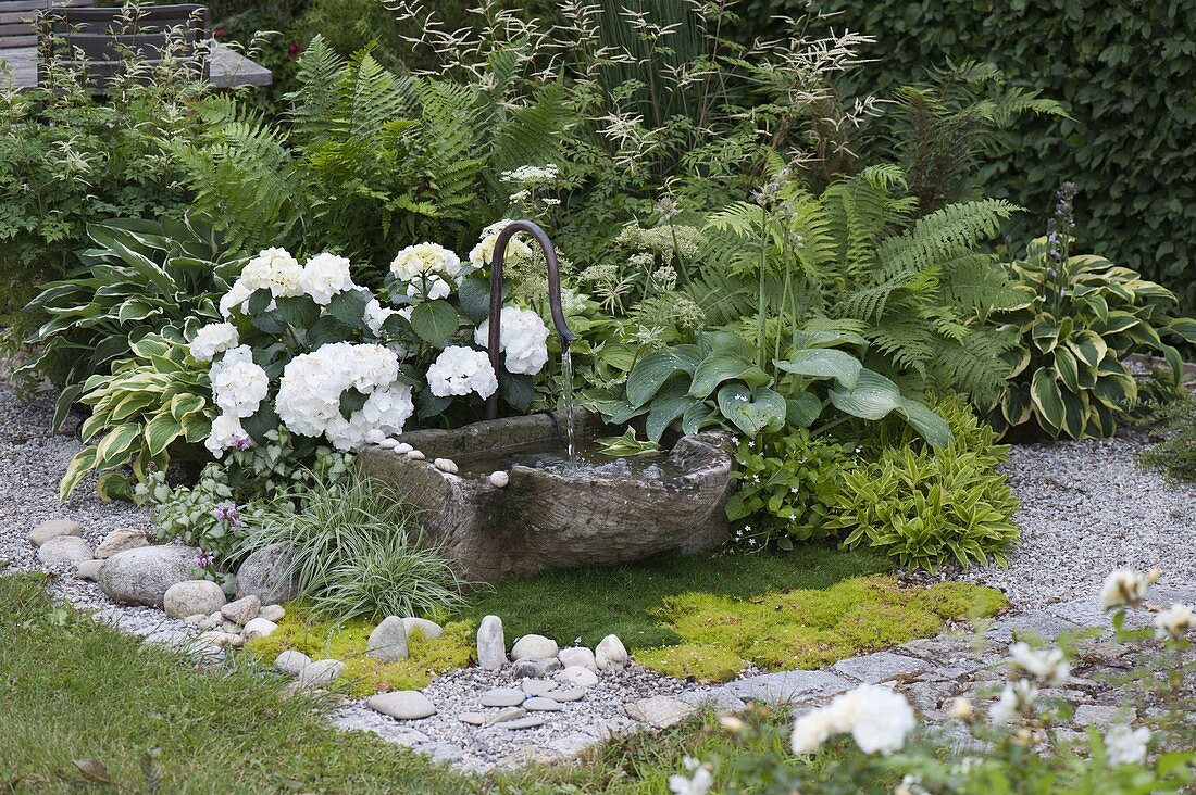 Stone trough fountain, Hydrangea macrophylla 'Snowball', Hosta
