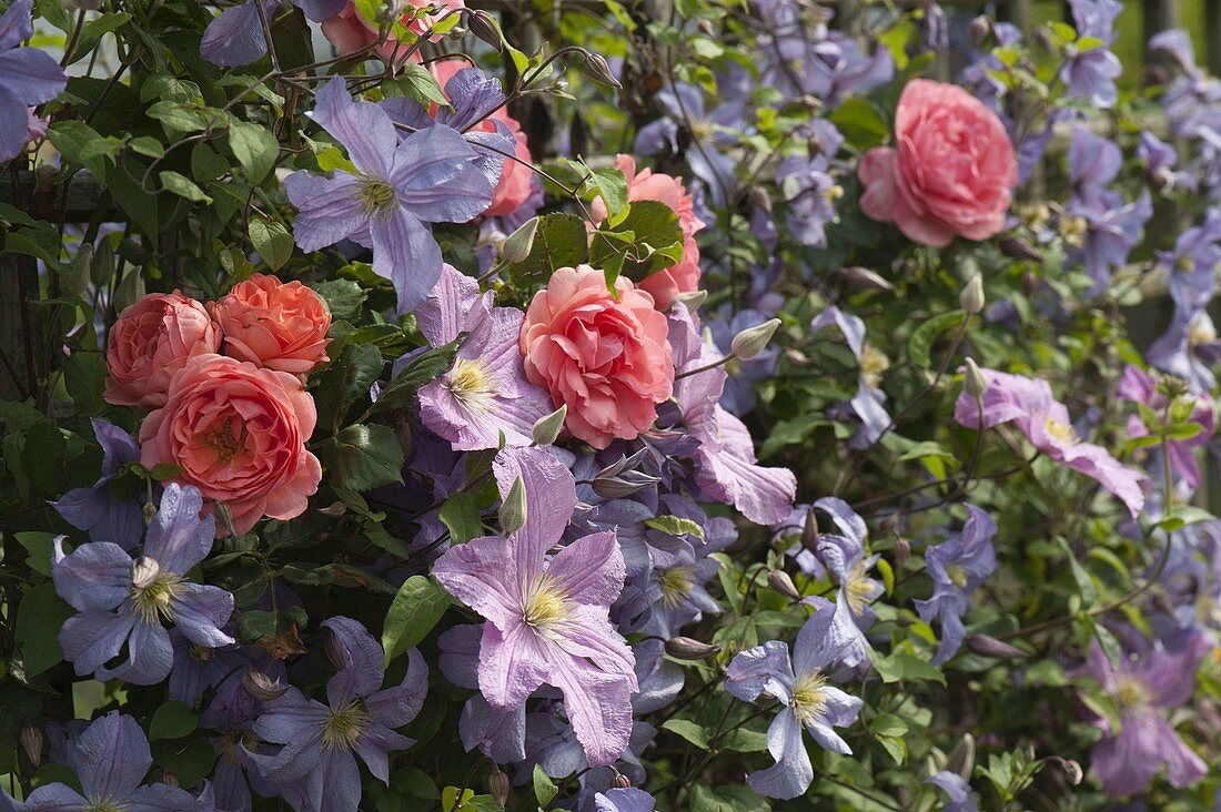 Pink 'Amelia' (Renaissance rose), Clematis integrifolia 'Juuli'