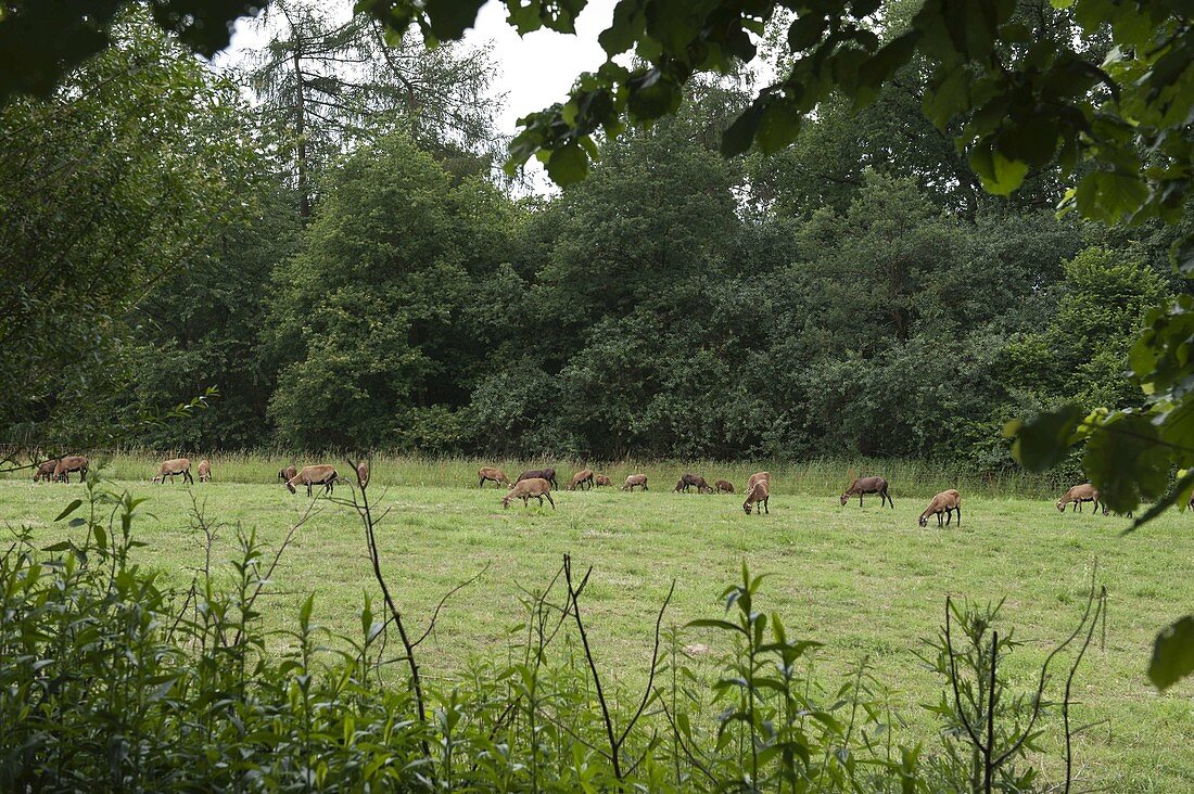 View from the garden to Cameroon sheep on the pasture