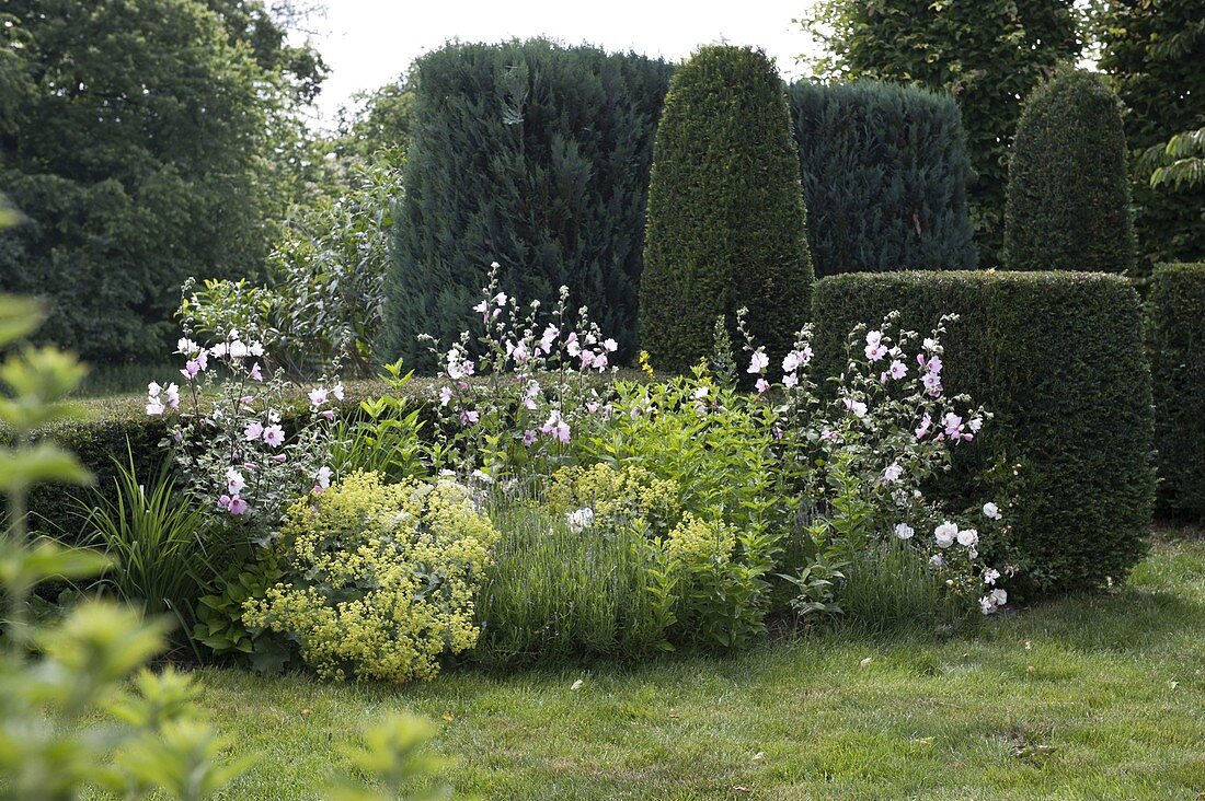 Kleines Staudenbeet mit Lavatera thuringiaca 'Barnsley' (Strauch-Malven)