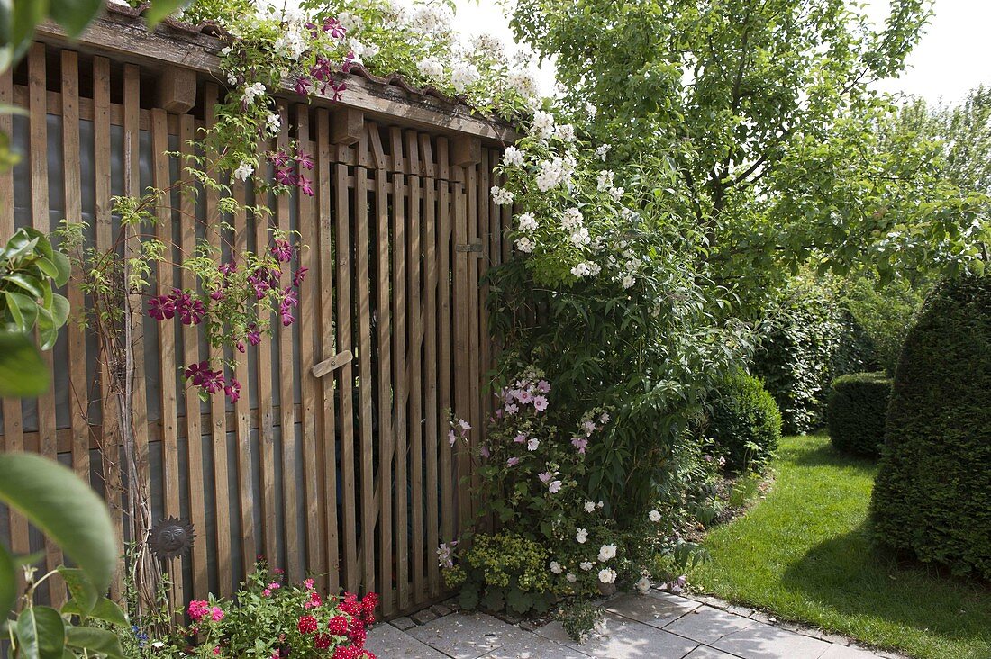 Shed overgrown with Rosa (roses) and Clematis (woodland vine), Lavatera